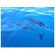 11-Maunganui-Dolphins.html